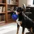 Pawzy Balle creuse interactive pour chien