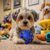 Pawzy Balle creuse interactive pour chien