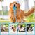 Pawzy Jouet à mâcher dentaire pour chien - Balle & corde