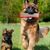 Pawzy Jouet saucisse en jute pour chien
