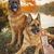 Pawzy Jouet saucisse en jute pour chien