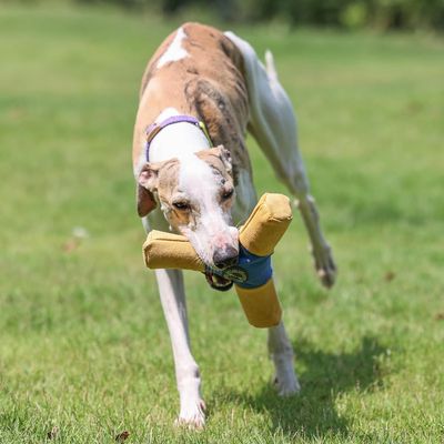 Pawzy Disque couineur pour chien - Durable et interactif