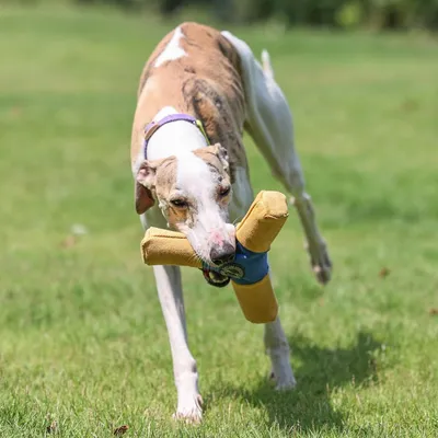 Pawzy Disco chirriante para perros: duradero e interactivo