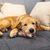 Pawzy Jouet à mâcher durable pour chien - Stimulant et hygiénique