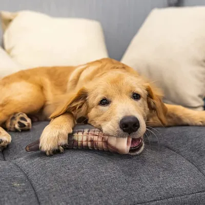 Pawzy Jouet à mâcher durable pour chien - Stimulant et hygiénique