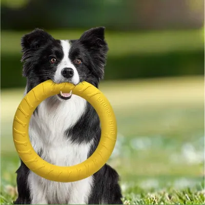 Zoomtopia Anneau pour chien