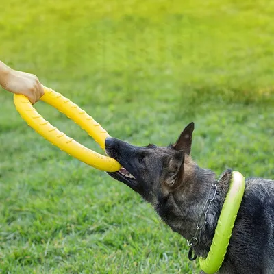 Zoomtopia Anneau pour chien