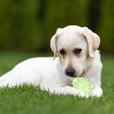Pawzy Jouet dentaire pour chien - Patte de poulet à mâcher