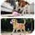 Pawzy Jouet distributeur de friandises pour chien