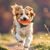 Pawzy Lot de 2 jouets à mâcher pour petits chiens