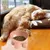 Zoomtopia Bol de nourriture pour chat surélevé