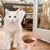 Zoomtopia Bol de nourriture pour chat surélevé