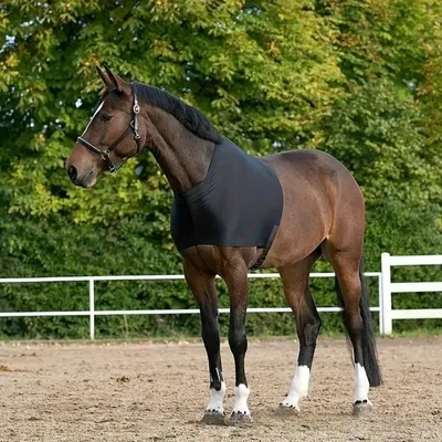ZooVenture Protège - épaules élastique pour cheval