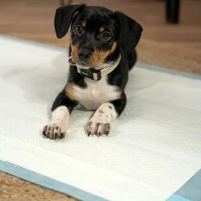 lionto tapis éducateurs pour chiens, 6 couches, ultra absorbants