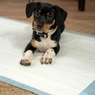 lionto Trainingspads für Hunde, 6-lagig, ultra saugstark