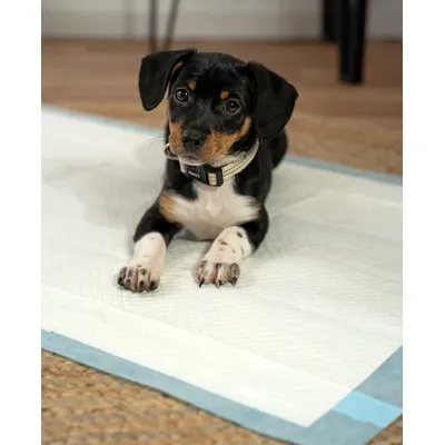 lionto tapis éducateurs pour chiens, 6 couches, ultra absorbants