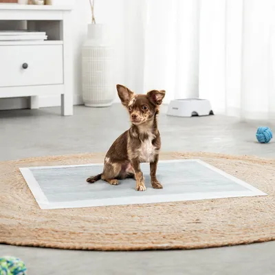 lionto tapis éducateurs pour chien, 6 couches, charbon actif, absorbants