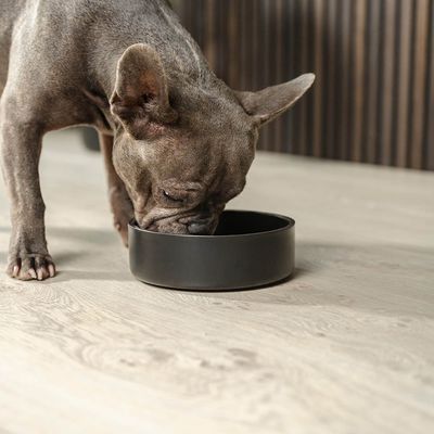 lionto rutschfester Hundenapf aus Edelstahl – hygienisch und elegant