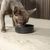 lionto gamelle chien inox antidérapante, hygiénique et élégante