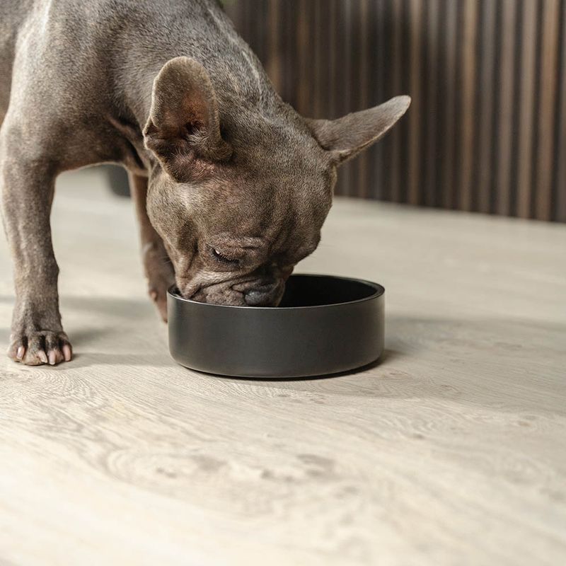 lionto gamelle chien inox antidérapante, hygiénique et élégante