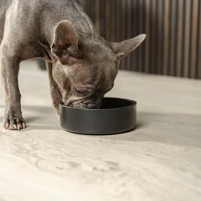lionto gamelle chien inox antidérapante, hygiénique et élégante