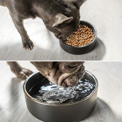 lionto rutschfester Hundenapf aus Edelstahl – hygienisch und elegant