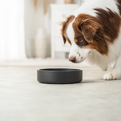 lionto gamelle chien inox antidérapante, hygiénique et élégante