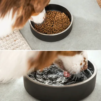 lionto gamelle chien inox antidérapante, hygiénique et élégante