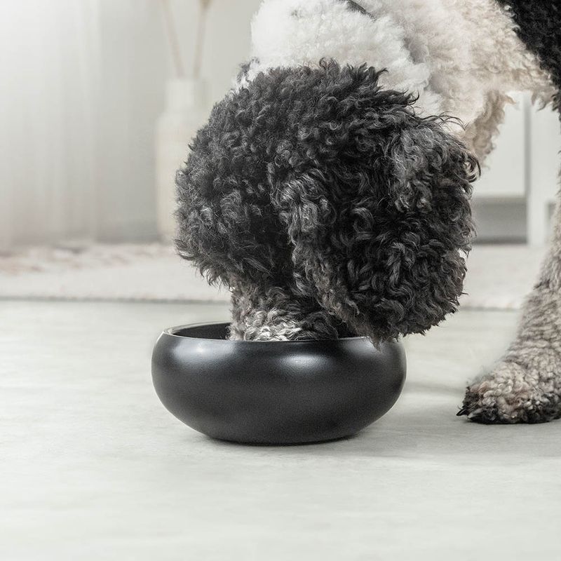 lionto gamelle chien antidérapante en acier inoxydable noir