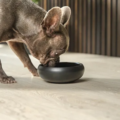 lionto gamelle chien antidérapante en acier inoxydable noir