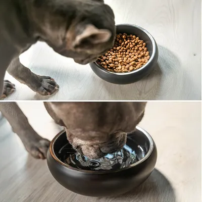 lionto gamelle chien antidérapante en acier inoxydable noir