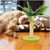 Griffoir pour chat avec jouets suspendus