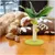 Griffoir pour chat avec jouets suspendus