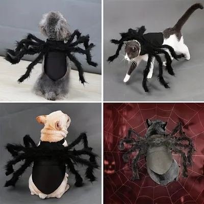 Spinnenkostüme für Hunde und Katzen zu Halloween Spinnenkostüme für Hunde und Katzen zu Halloween