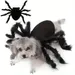 Spinnenkostüme für Hunde und Katzen zu Halloween