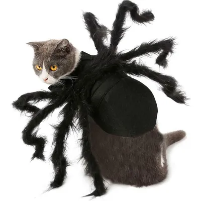 Spinnenkostüme für Hunde und Katzen zu Halloween Spinnenkostüme für Hunde und Katzen zu Halloween