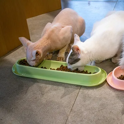 UAMLY Plateau d'alimentation pour chat – Gamelle multi-repas longue
