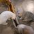 Plateau d'alimentation pour chat – Gamelle multi-repas longue