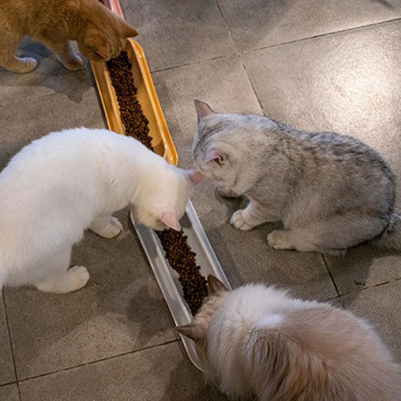Plateau d'alimentation pour chat – Gamelle multi-repas longue