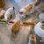 Plateau d'alimentation pour chat – Gamelle multi-repas longue