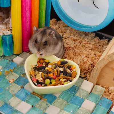 UAMLY Gamelle en céramique anti-retournement pour hamster