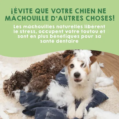 Os de fromage pour chiens