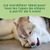 Os de fromage pour chiens