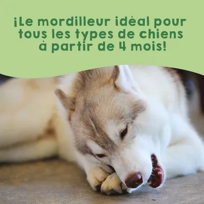 Os de fromage pour chiens