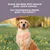 Snack Queue de Taureau pour Chiens – 1 x 10 unités