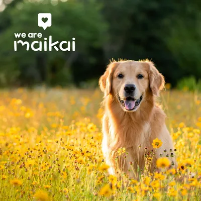 Snack Queue de Taureau pour Chiens – 1 x 10 unités