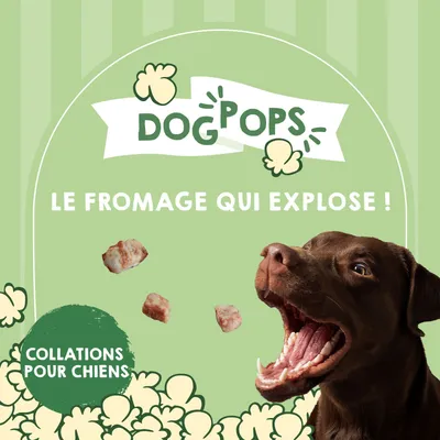 Dog pops – Snacks au fromage Dog pops – Snacks au fromage