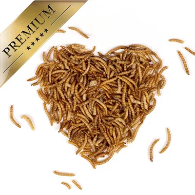 Lyra Pet® vers de farine en seau design