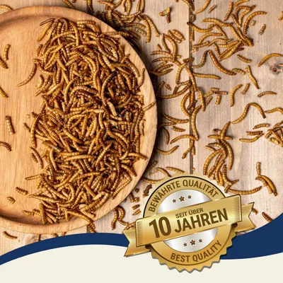 Lyra Pet® vers de farine en seau design