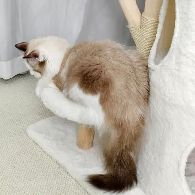 BINGOPAW Arbre à chat en Bois Naturel Living La Tour